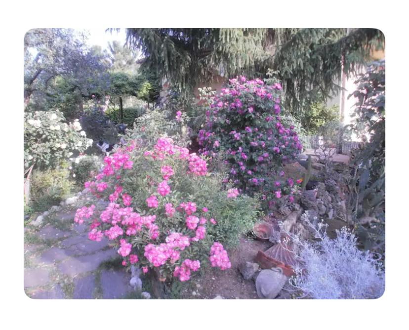 סנטה מרתה Corelli & Company Rose Musica E Libri מראה חיצוני תמונה
